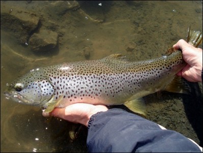 Catch And Release Information – Bow River Blog