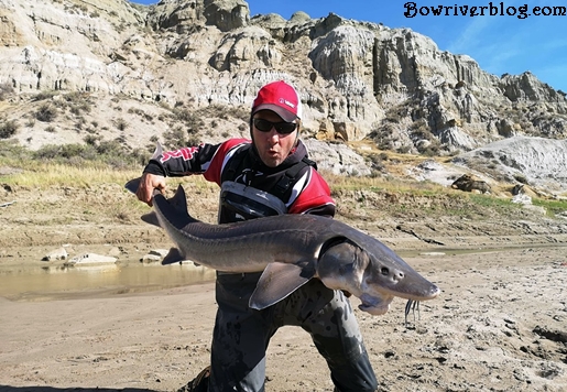 Sturgeon Fishing Rattlesnake Country – Bow River Blog