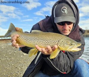 Bow River Brown Trout fishing 2024